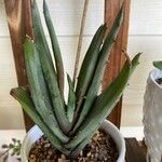 Aloe claviflora ഇല