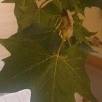 Platanus x hispanica Leaf