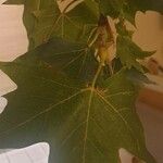 Platanus x hispanica 葉