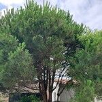 Pinus pineaFolla