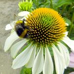 Echinacea purpurea ফুল