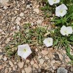 Convolvulus lineatus Leaf