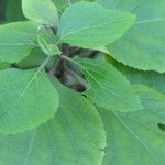 Plectranthus fruticosus Blatt