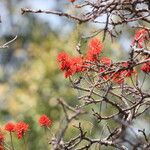 Erythrina abyssinica Flower