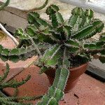 Euphorbia restricta Natur