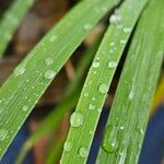 Libertia chilensis Leaf