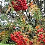 Sorbus aucupariaFruit