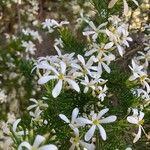 Ricinocarpos pinifolius Bloem