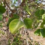 Salvadora persica Leaf