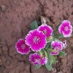 Dianthus chinensis Flower