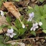 Viola rostrata Habitatea