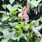 Aristolochia grandiflora Fuelha