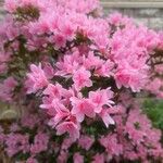 Rhododendron prinophyllum Žiedas