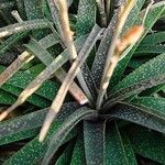 Aloe bellatula Lapas