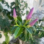 Cryptostegia grandiflora Flower