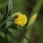 Lathyrus aphacaЦвят