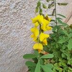 Crotalaria micans Blüte