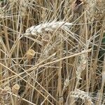 Triticum turgidum Fruto