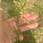 Symphyotrichum lateriflorum পাতা