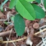 Oxalis barrelieri Folla