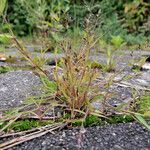 Eragrostis minor 整株植物