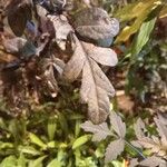 Dahlia × cultorum Leaf