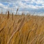 Triticum monococcum Owoc