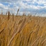 Triticum monococcum Hedelmä