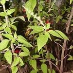 Salvia elegans आदत