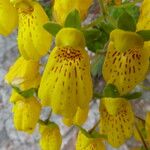Calceolaria crenatiflora Cvet