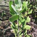 Maytenus albata Habit