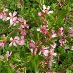Prunus tenella Virág