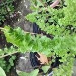 Triodanis perfoliata Hoja
