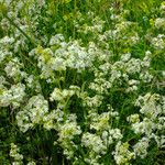 Galium mollugo Habitus