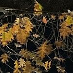 Quercus kelloggii Leaf
