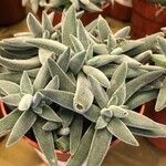 Crassula mesembryanthoides Hostoa