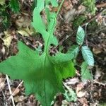 Lactuca muralis Feuille