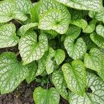 Brunnera macrophyllaList