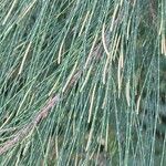 Casuarina cunninghamiana Flower