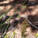 Carex pilulifera പുഷ്പം