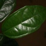 Glycydendron amazonicum