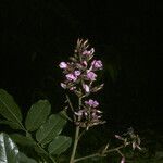 Andira inermis Flower