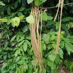 Markhamia tomentosa Frucht