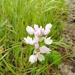 Allium roseum ফুল