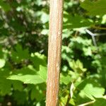 Acer grandidentatum кора