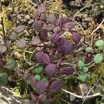 Chaenorhinum origanifolium Blad