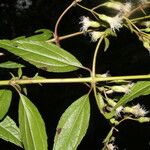 Heterocondylus vitalbae Hoja