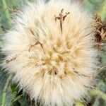 Paranephelius asperifolius Fruto