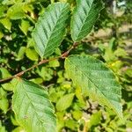 Carpinus orientalis Blad