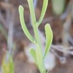 Linaria chalepensis Liść